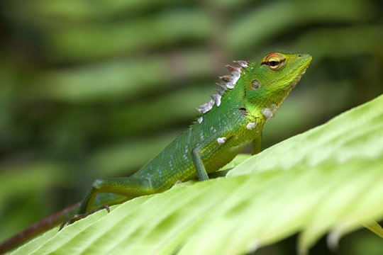 Common green forest lizard (Calotes calotes) on leaf, Sinharaja Rainforest National Park, Sri Lanka, Asia