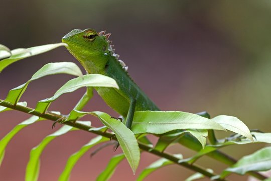 Common green forest lizard (Calotes calotes) on leaf, Sinharaja Rainforest National Park, Sri Lanka, Asia