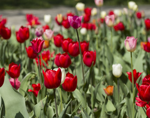 Spring Tulip Flower