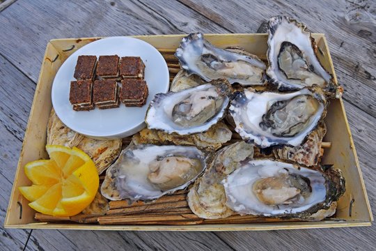 Fresh oysters, Sylt Royal, served in the traditional punnet, Sylt, North Frisian Islands, North Frisia, Schleswig-Holstein, Germany, Europe