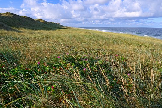 Dunes of Rantum, Sylt, North Frisian Islands, North Frisia, Schleswig-Holstein, Germany, Europe
