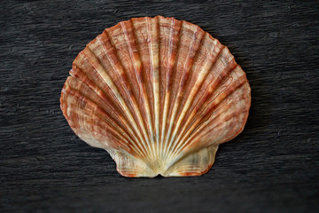 sea shell on black background
