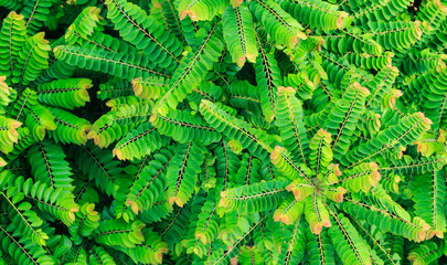Bush of star gooseberry tree in summer season