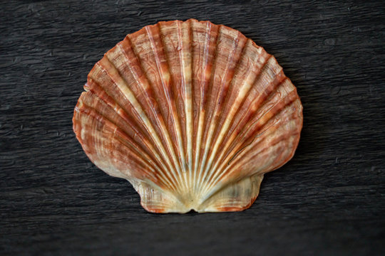 Sea Shell On Black Background