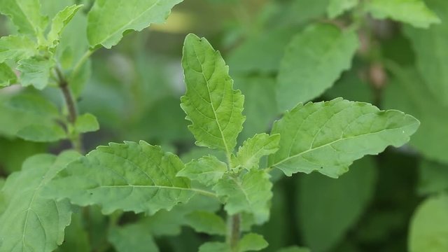 Medicinal holy basil or tulsi in wind