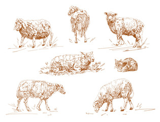 Naklejka premium vector illustration of engraving three sheep on white background.