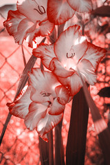 Flowers gladiolus pink in a flowerbed on a background of green grass close-up with copy space