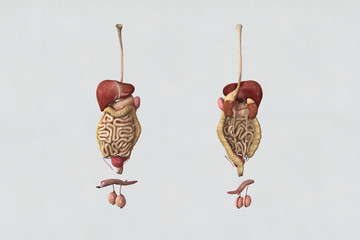 Fototapeta na wymiar Guts and male genitalia. White paper background