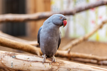 Parrot © Marcin