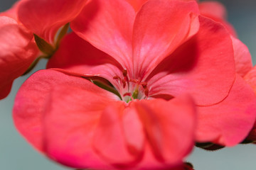 Fototapeta na wymiar Closeup of a geranium flower on the whole field. Selective focus, for design, postcards.
