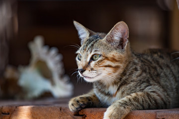 Grey striped cat lying on the porch of the house.
