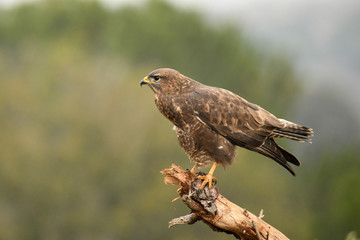 Milanos y ratoneros en el campo