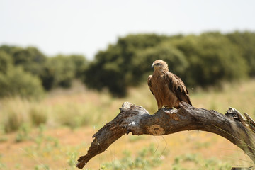 Milanos y ratoneros en el campo