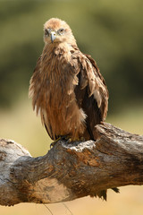 Milanos y ratoneros en el campo