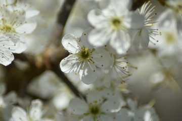 Schlehdorn-Blüten (Prunus spinosa)