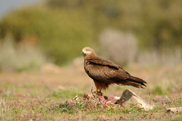 Milanos y ratoneros en el campo