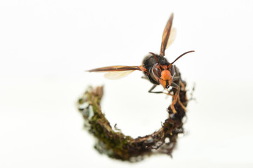 asian hornet on a white background