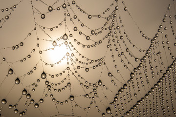 Spiderweb