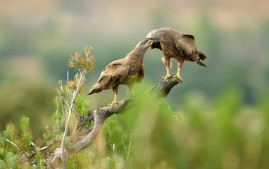 Milanos y ratoneros en el campo