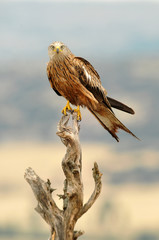 Milanos y ratoneros en el campo