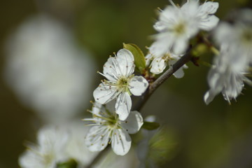Obraz na płótnie Canvas Schlehdorn-Blüten (Prunus spinosa)