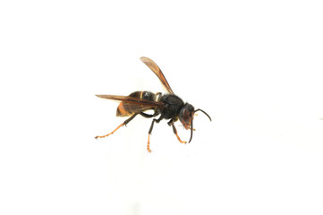 asian hornet on a white background