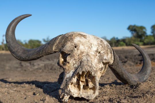 African buffalo (Syncerus caffer) skull bones, Manyeleti Game Reserve, South Africa, Africa