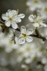 Schlehdorn-Blüten (Prunus spinosa)