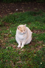 Naklejka na ściany i meble Cat in a meadow in Poggibonsi