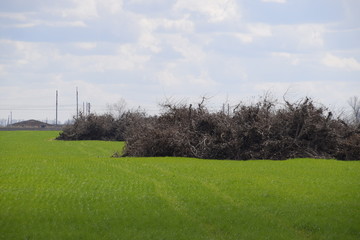 Heaped old trees of an apple orchard
