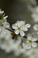 Obraz premium Kwiaty tarniny (Prunus spinosa)