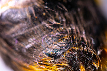Bumble Bee Close Up of Yellow and Black Hair On Back