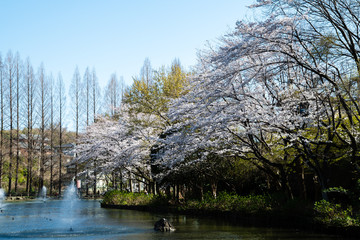 桜の咲く公園（日本・千葉県鎌ケ谷市・貝柄山公園）