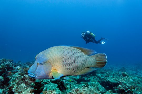 Diver observing humphead wrasse (Cheilinus undulatus), coral reef, Indian Ocean, Maldives, Asia