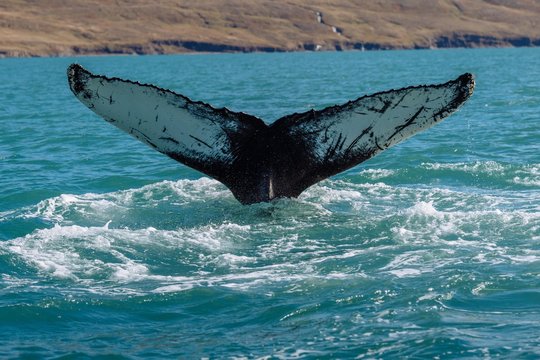 Tail, flukes, diving humpback whale (Megaptera novaeangliae), Eyjafjorour, Iceland, Europe