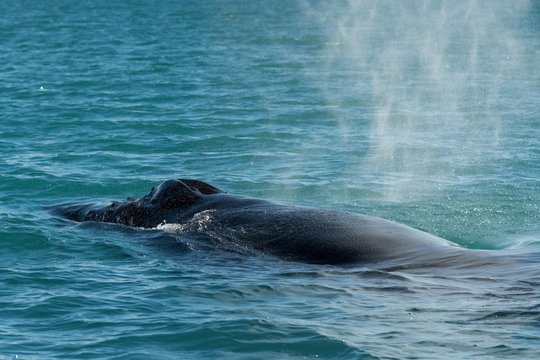 Humpback Whale (Megaptera novaeangliae) blowing, Eyjafjorour, Iceland, Europe