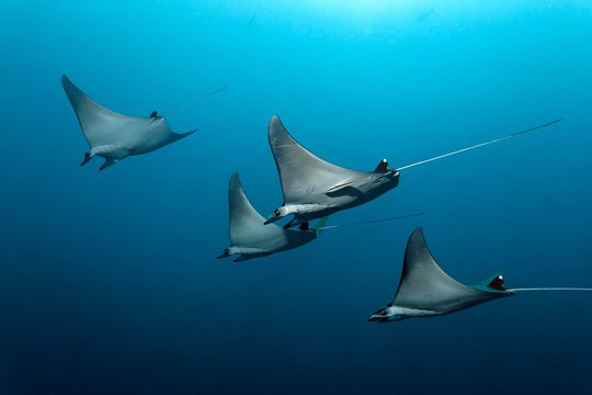 Mobulas (Mobula), Indian Ocean, Maldives, Asia