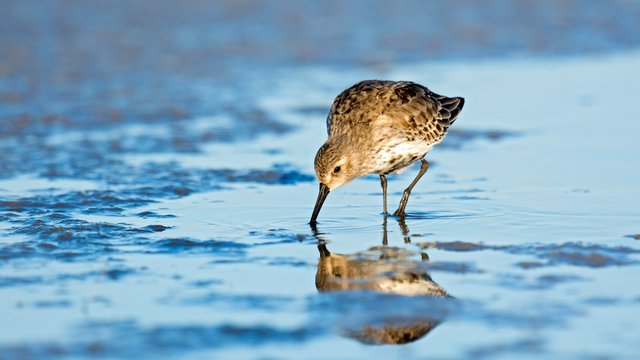 Dunlin (Calidris alpina), foraging in shallow water, Lake Constance, Vorarlberg, Austria, Europe