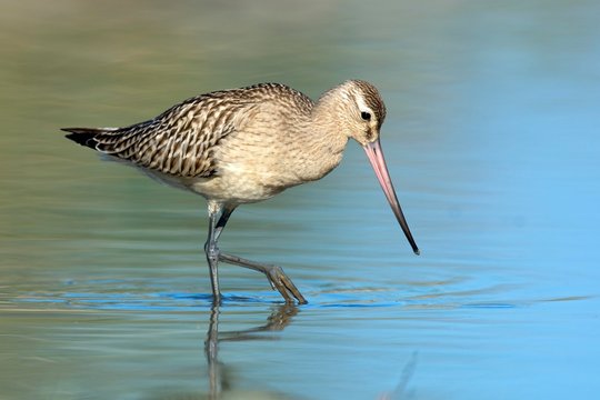 Bar-tailed godwit (Limosa lapponica) in water, Lake Constance, Vorarlberg, Austria, Europe