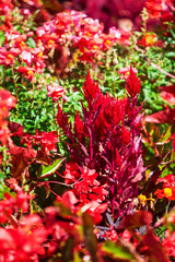 Summer flower garden with red celosia and begonia flowers