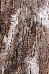 Full frame image of textured tree bark