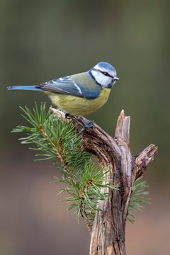 Blue tit (Parus caeruleus), sitting on a branch, Austria, Europe