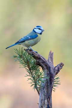 Blue tit (Parus caeruleus), sitting on a branch, Austria, Europe