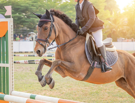 Close up action rider horse jumping over hurdle obstacle during dressage test competition 