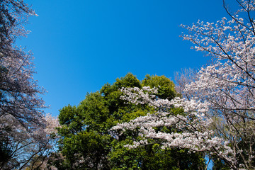 桜と緑の葉（日本・千葉県鎌ケ谷市・貝柄山公園）