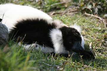 Fototapeta premium black-and-white ruffed lemur