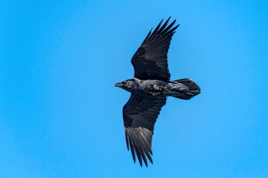 Common raven (Corvus corax), flying in front of a blue sky, Austria, Europe