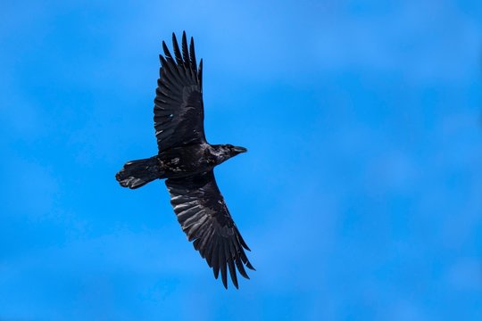 Common raven (Corvus corax), flying in front of a blue sky, Austria, Europe