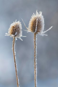 Wild teasel (Dipsacus fullonum), in winter with hoar frost, Austria, Europe