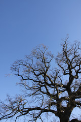 Dead looking tree against a clear blue sky in the winter